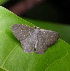 Maxates hemitheoides-lactipuncta-microdonta