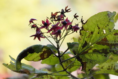 Clerodendrum trichotomum