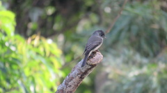 Contopus cinereus