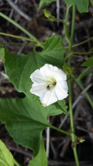 Convolvulus farinosus