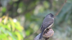 Contopus cinereus