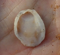 Crepidula perforans