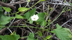 Convolvulus farinosus