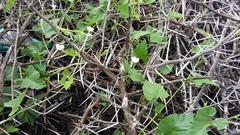 Convolvulus farinosus