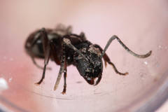 Polyrhachis phryne