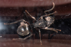 Polyrhachis phryne