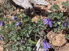 Aquilegia saximontana