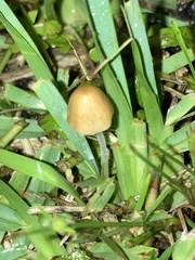 Agaricales