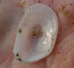 Limaria hemphilli