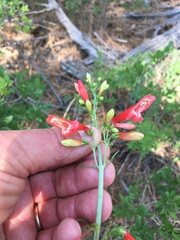 Penstemon barbatus torreyi