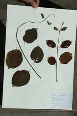 Banisteriopsis caapi