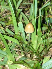 Agaricales
