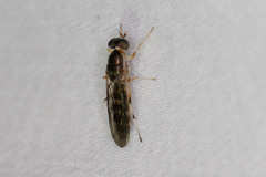 Merosargus caeruleifrons