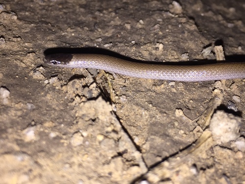 Mexican Black-headed Snake