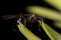 Notoncus ectatommoides