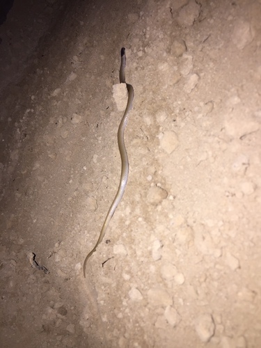 Mexican Black-headed Snake