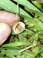 Agaricales