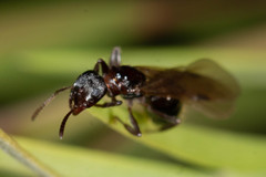 Notoncus ectatommoides