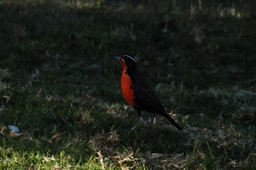 Long-tailed Meadowlark