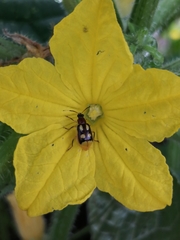 Diabrotica sinuata