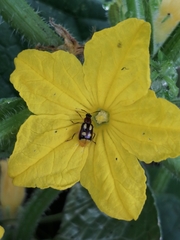 Diabrotica sinuata