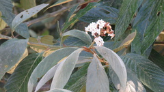 Nectandra oppositifolia