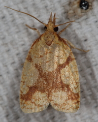 Cenopis ferreana