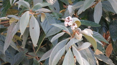 Nectandra oppositifolia