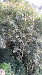 Nectandra oppositifolia