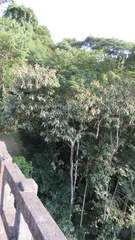 Nectandra oppositifolia