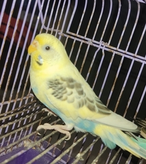 Melopsittacus