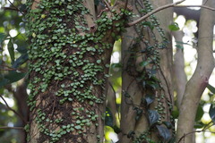 Lemmaphyllum microphyllum