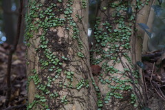 Lemmaphyllum microphyllum