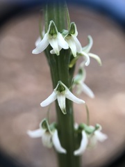 Platanthera yadonii