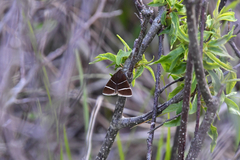 Argyrostrotis quadrifilaris