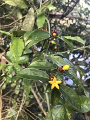 Psychotria nuda