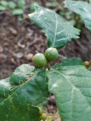 Andricus infectorius