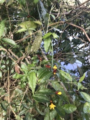 Psychotria nuda