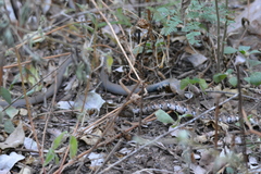 Bitis arietans arietans