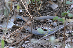 Bitis arietans arietans