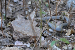 Bitis arietans arietans