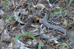 Bitis arietans arietans
