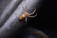 Philodromus rufus