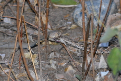 Bitis arietans arietans