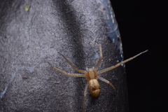 Philodromus rufus