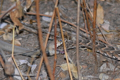 Bitis arietans arietans