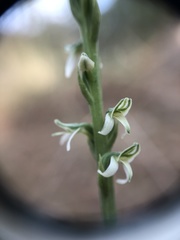Platanthera yadonii