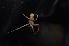Philodromus rufus
