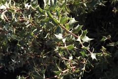 Berberis chilensis