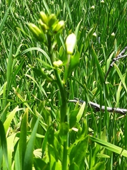 Lilium parvum